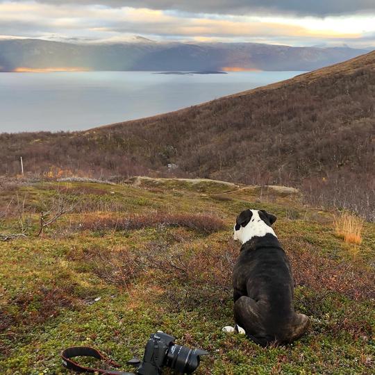 Hund, assistent, location, fjällen, sverige, kamera, foto, film